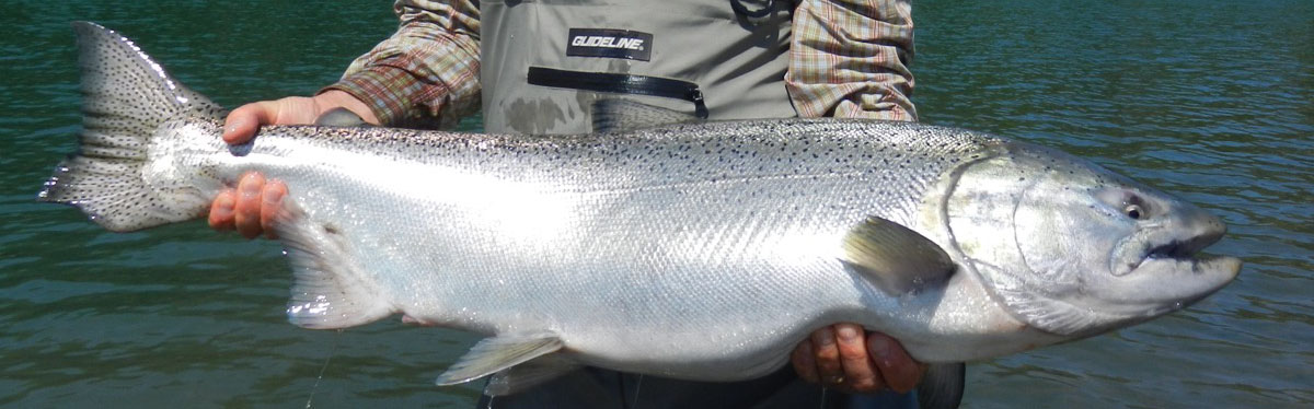 Skeena Trophy Chinook Salmon 