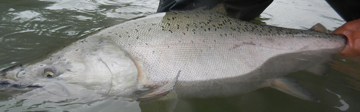Deep Creek Lodge Chinook Salmon Fishing