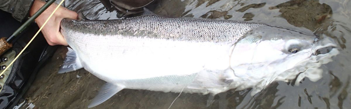 Skeena River Steelhead Fall Run