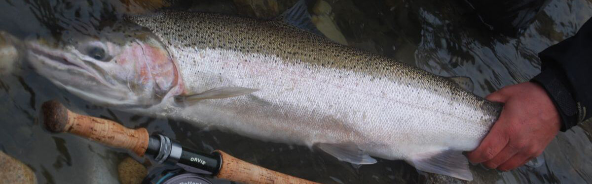 Wild Skeena Steelhead Fishing