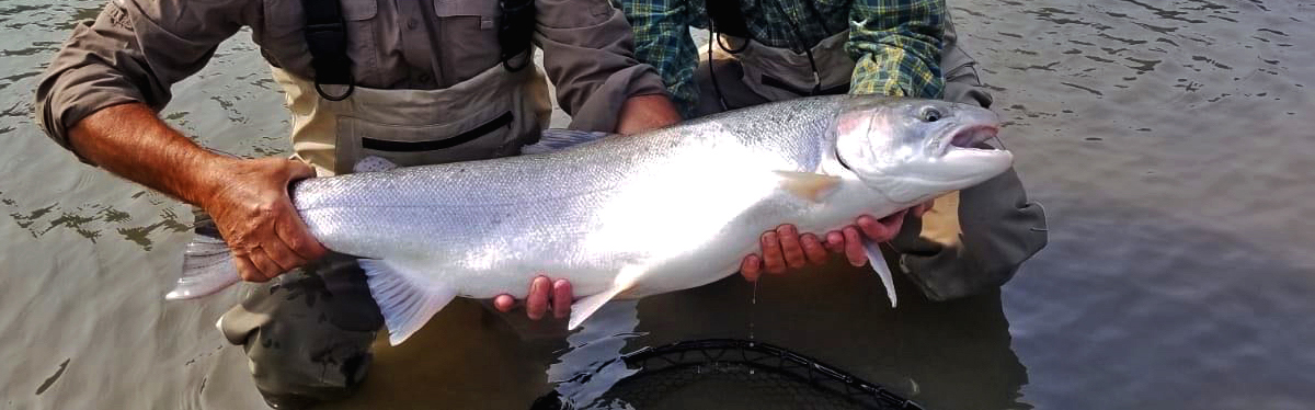 Skeena River Wild Steelhead Trophy 
