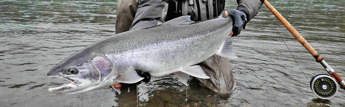 Skeena Steelhead Summer Run